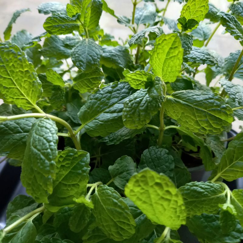 Mint, Common - MENTHA spicata - Culinary Mint