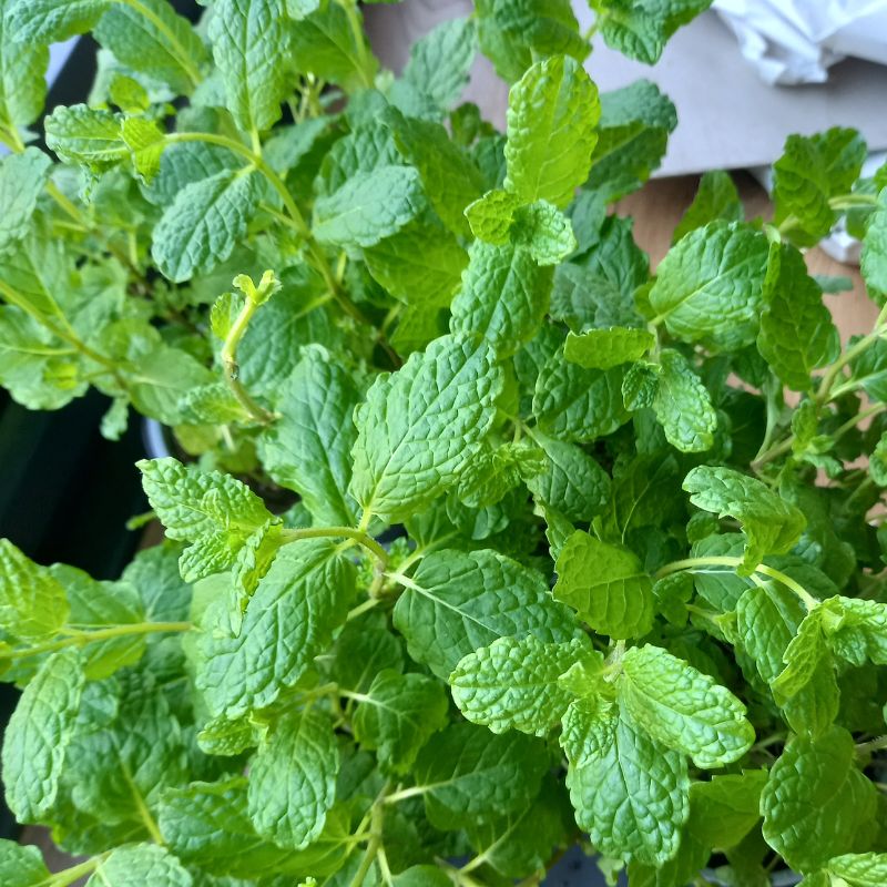 Mint, Common - MENTHA spicata - Culinary Mint