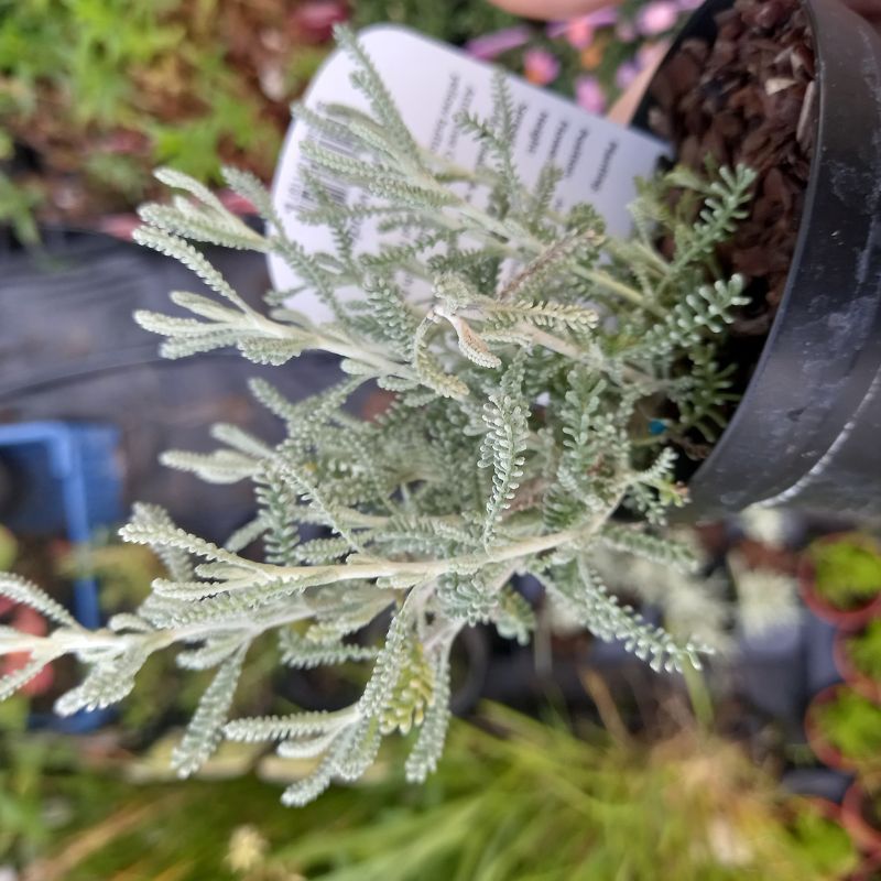 Cotton Lavender - SANTOLINA chamaecyparissus