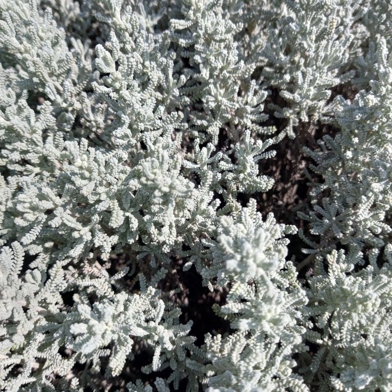 Cotton Lavender - SANTOLINA chamaecyparissus