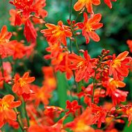 Crocosmia - CROCOSMIA x crocosmiiflora Carmine Brilliant