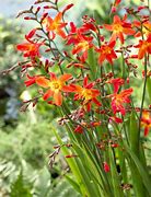 Crocosmia - CROCOSMIA x crocosmiiflora Carmine Brilliant