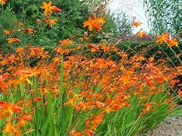 Crocosmia - CROCOSMIA x crocosmiiflora Carmine Brilliant