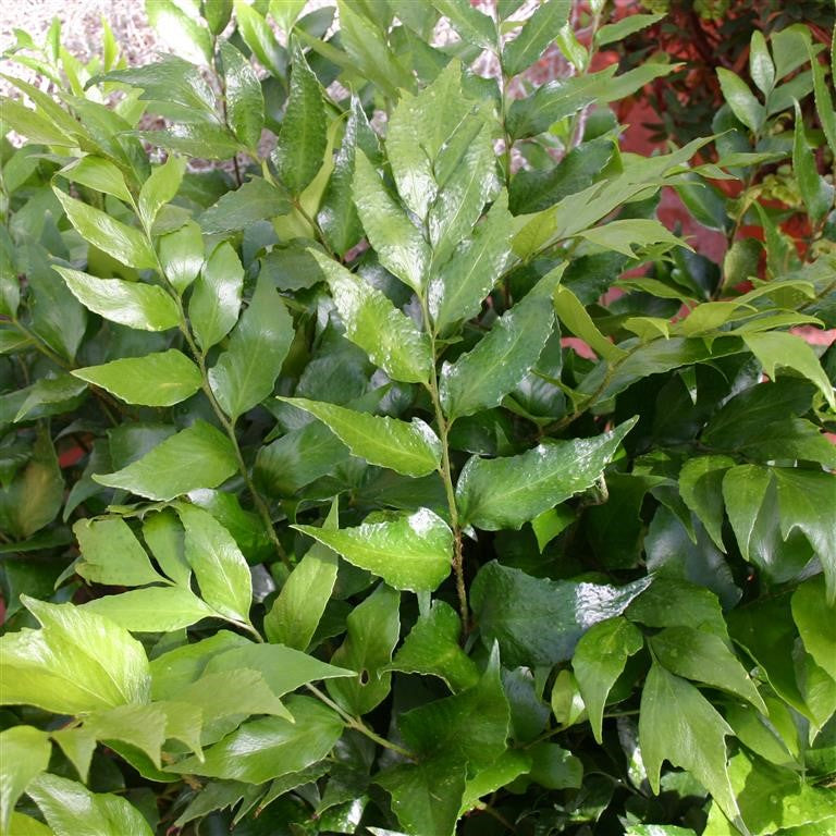 Cyrtomium falcatum – Japanese Holly Fern