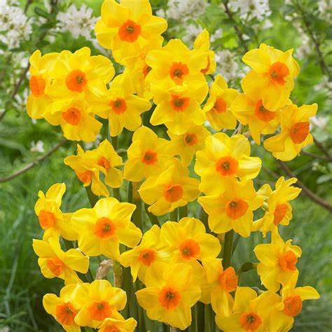 Daffodil (Narcissus) Martinette