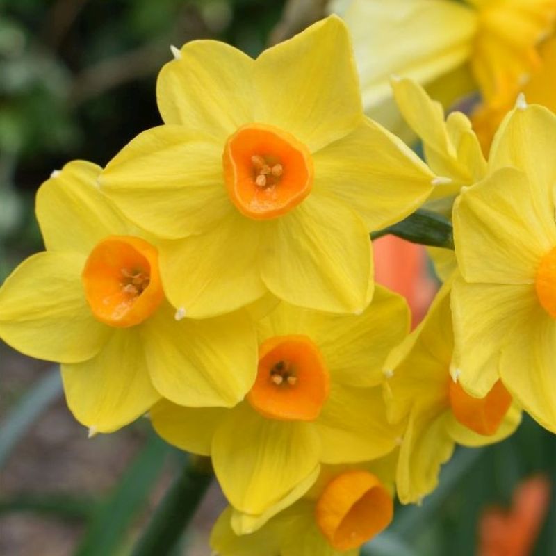 Daffodil (Narcissus) Martinette