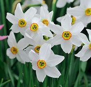 Daffodil (Narcissus) recurvus Pheasant Eye - Bulbs