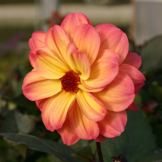 Dahlia Mystic 'Fantasy' (VR)