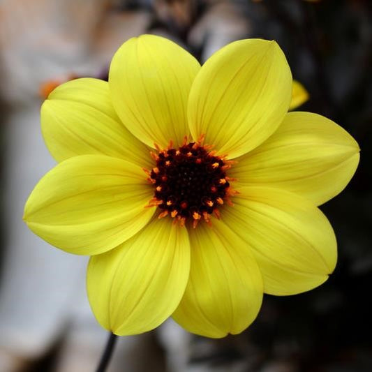 Dahlia Mystic 'Illusion' (P)  - syn. D. 'Knockout'