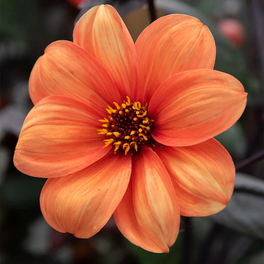 Dahlia - DAHLIA Bishop of Oxford