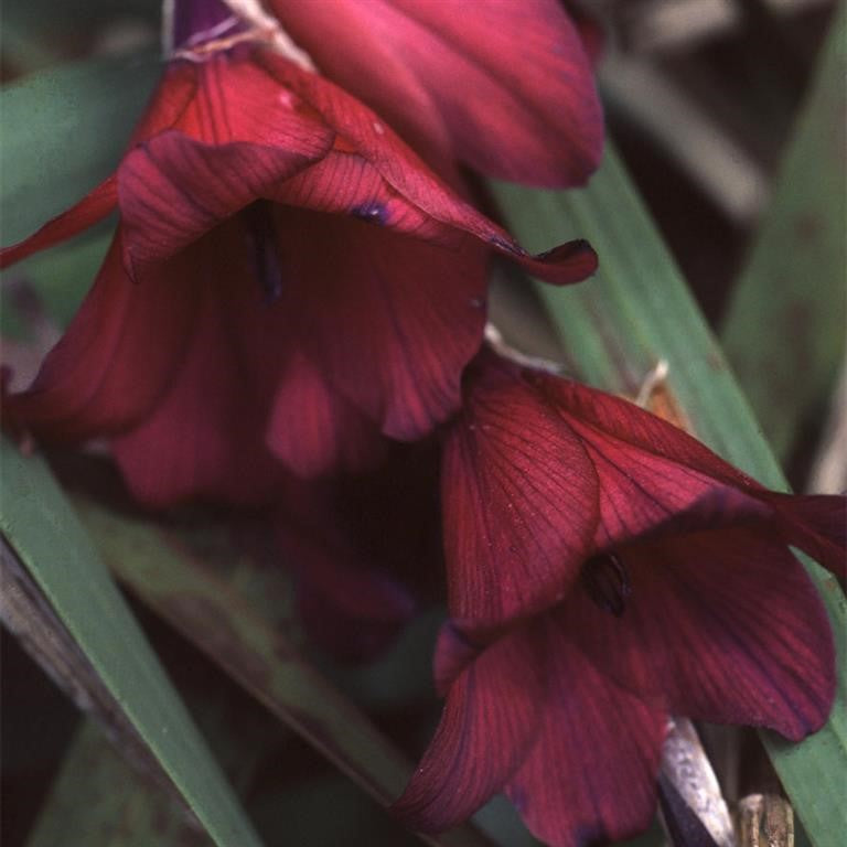 Dierama 'Blackbird' - Angel's Fishing Rod