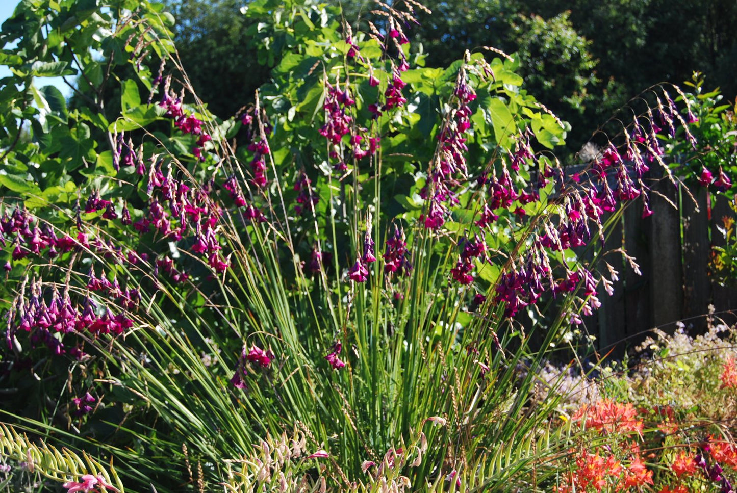 Dierama 'Blackbird' - Angel's Fishing Rod