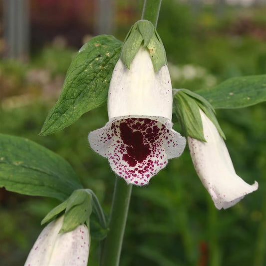 Digitalis purpurea 'Pam's Choice'  - syn. D. purp. 'Elsie Kelsey' (foxglove)