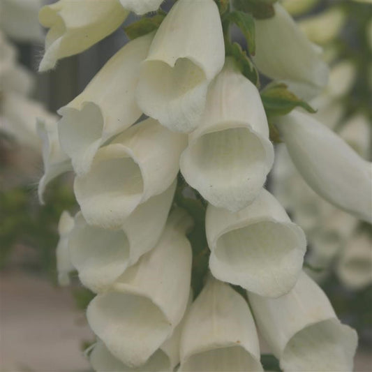 Digitalis purpurea 'Snow Thimble' Digitalis purpurea (foxglove)