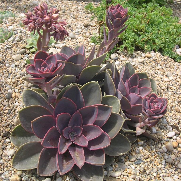 Echeveria 'Duchess of Nuremberg'  - syn. E. 'Perle von Nurnberg'