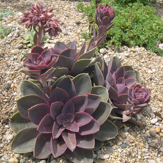 Echeveria 'Duchess of Nuremberg'  - syn. E. 'Perle von Nurnberg'