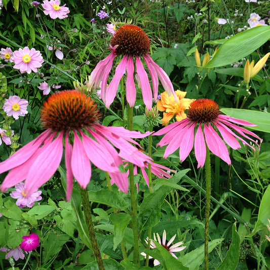 Echinacea Purpurea