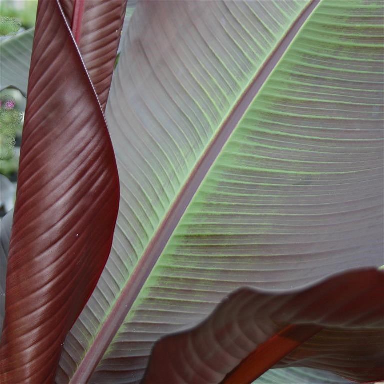 Musa - Ensete ventricosum 'Maurelii'  - comm. False Banana