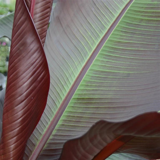 Musa - Ensete ventricosum 'Maurelii'  - comm. False Banana