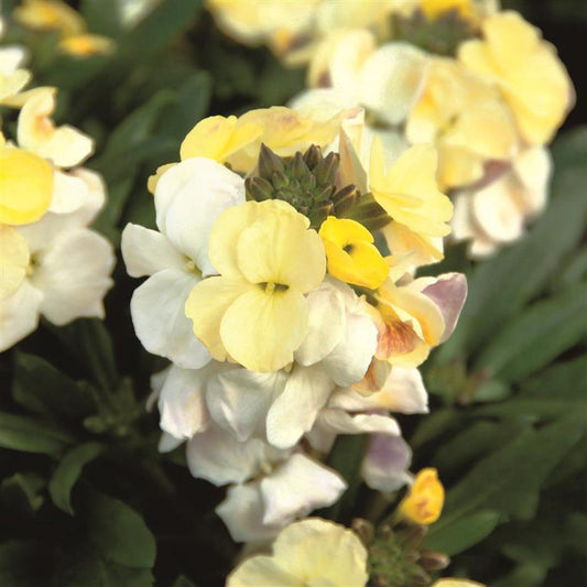 Erysimum Rysi 'Moon' (P) Imp.