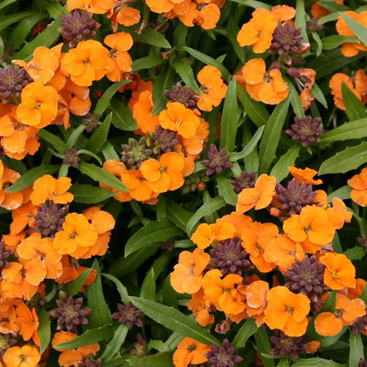 Wallflower, Perennial - ERYSIMUM "Apricot Twist"