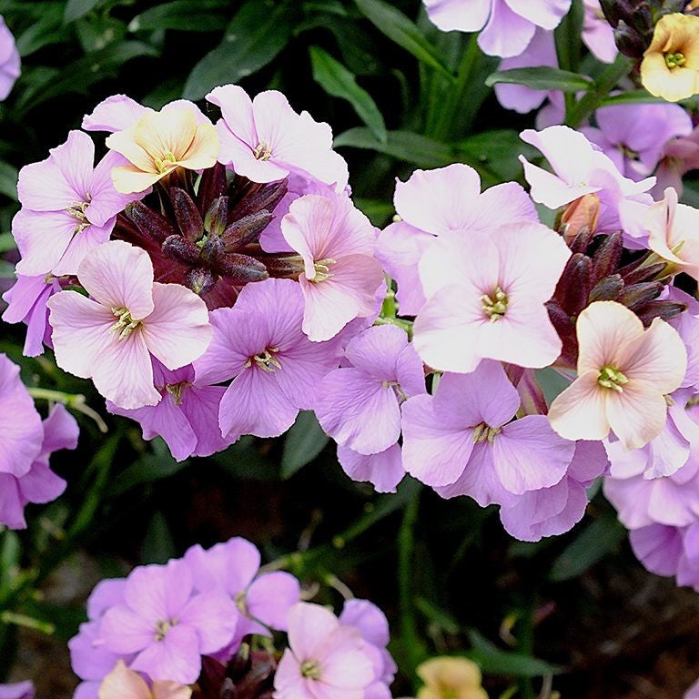 Erysimum 'Night Skies' (P)