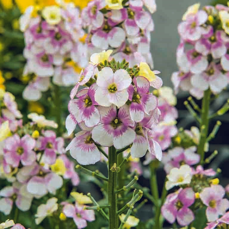 Erysimum 'Winter Charme' (P) - wallflower