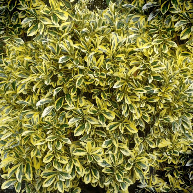 Euonymus japonicus 'Ovatus Aureus'