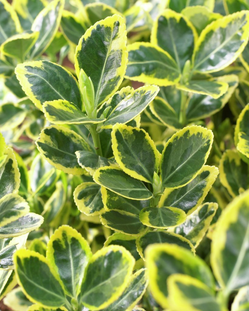 Euonymus japonicus 'Ovatus Aureus'