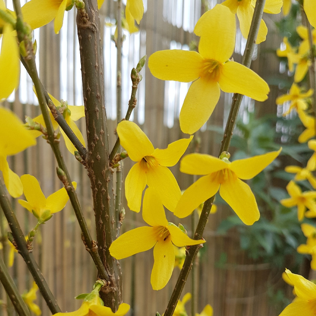 FORSYTHIA 'Weekend'