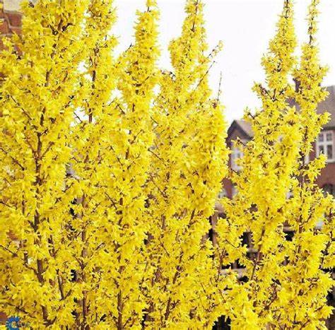 FORSYTHIA 'Weekend'