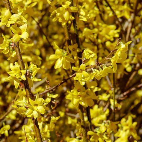 FORSYTHIA 'Weekend'