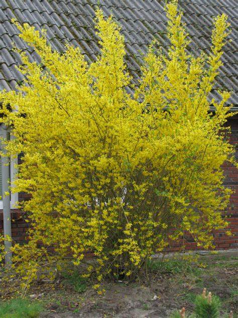 FORSYTHIA 'Weekend'