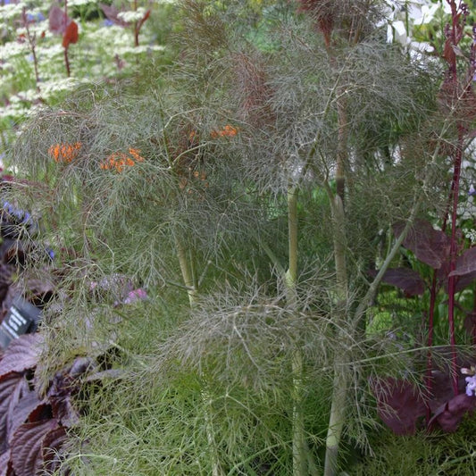 Fennel 'Bronze'  - (Foeniculum vulgare 'Bronze')