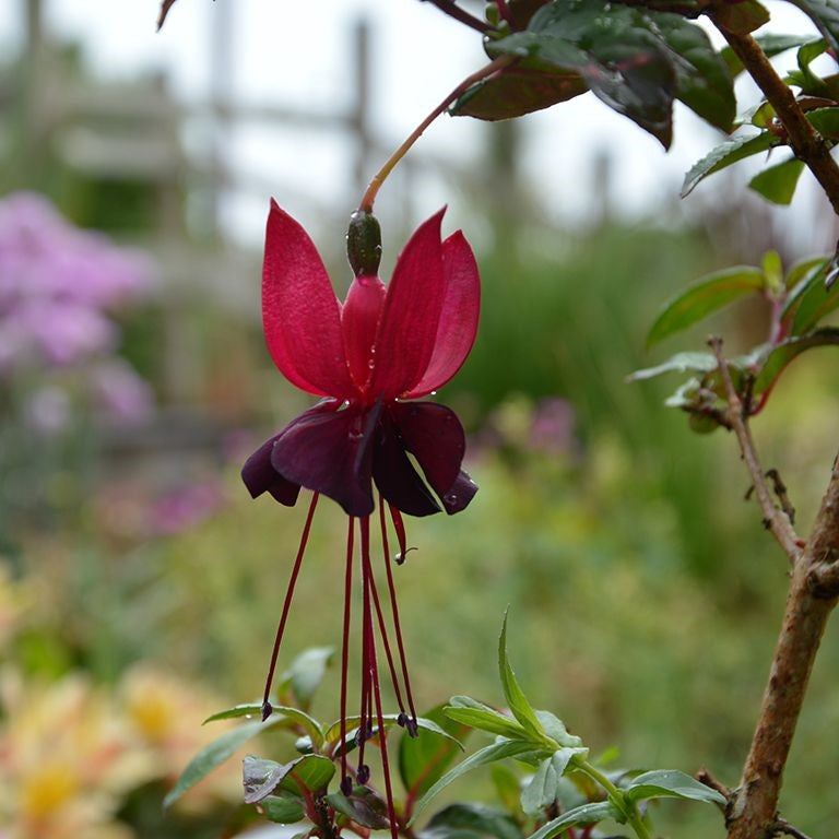 Fuchsia 'Blacky' (Giant Black-Midnight) (VR)  - syn. F. 'Giant Black-Midnight'