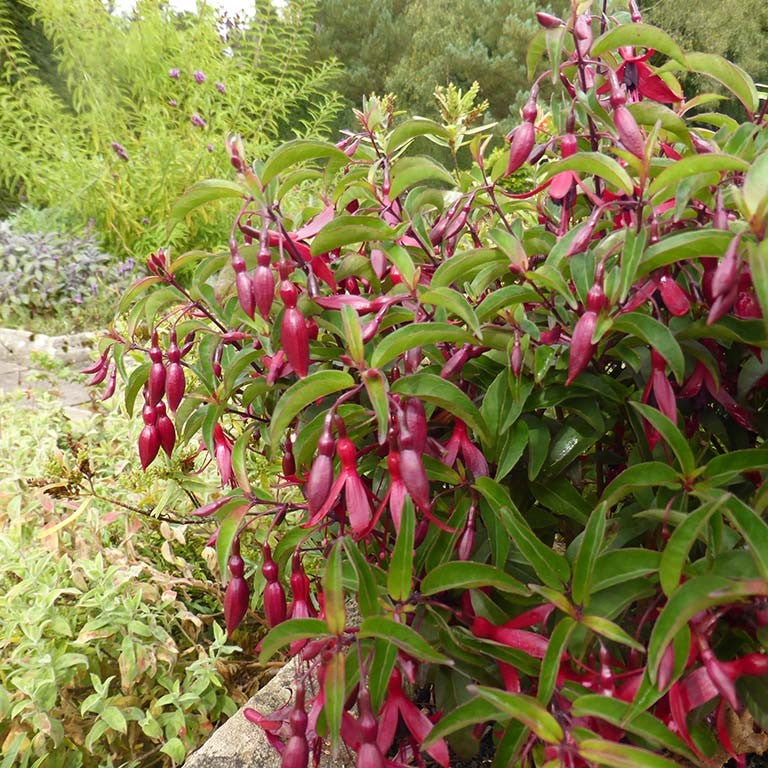 Fuchsia ‘Dying Embers’