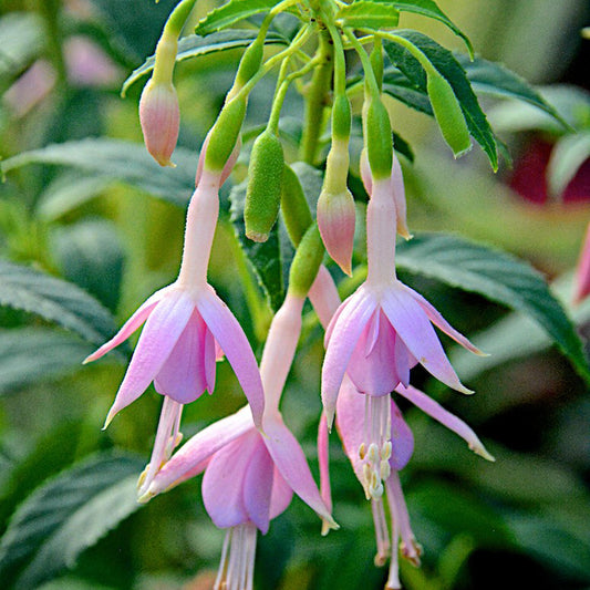 Fuchsia ‘Whiteknights Pearl’