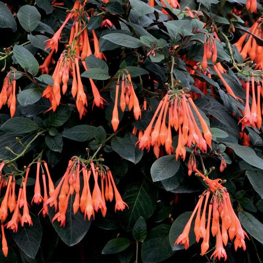 Fuchsia triphylla 'Thalia'  - syn. F. ‘Koralle’