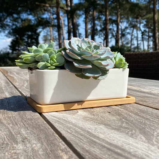 White Succulent and Cactus Ceramic Trough Plant Pot small