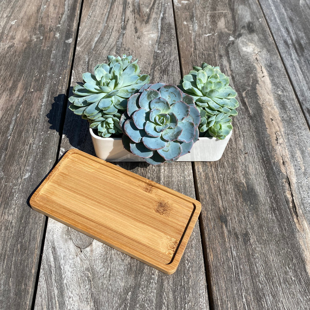 White Succulent and Cactus Ceramic Trough Plant Pot small