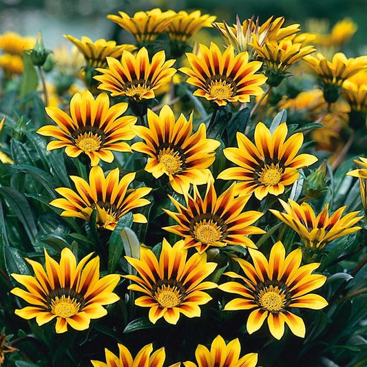 Gazania 'Magic'