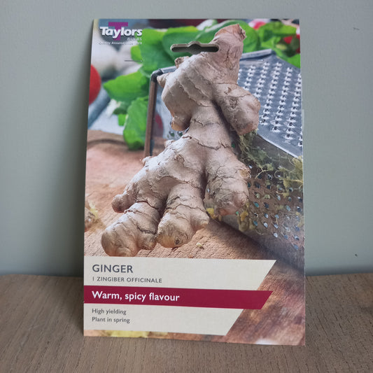 Ginger Zingiber Officinale