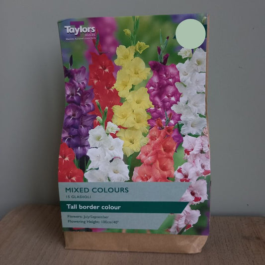 Gladiola Tall Border collection mixed Colours