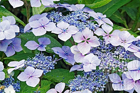 HYDRANGEA macrophylla 'Mariesii Perfecta'