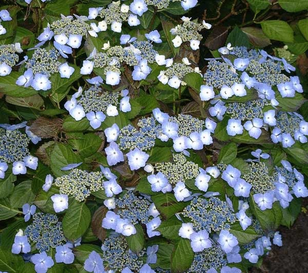 HYDRANGEA macrophylla 'Mariesii Perfecta'