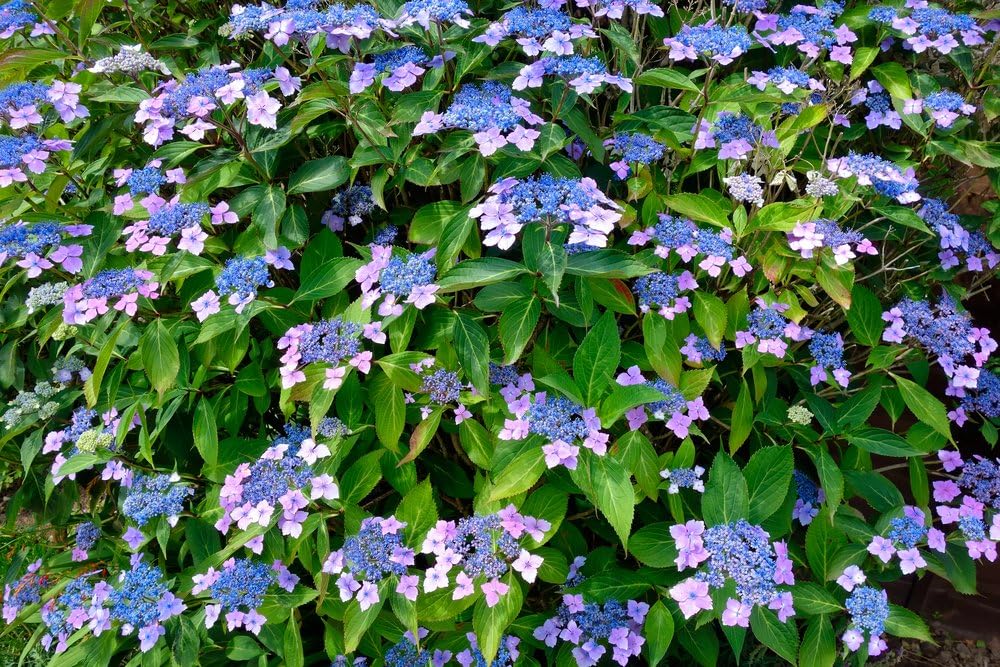 HYDRANGEA macrophylla 'Mariesii Perfecta'