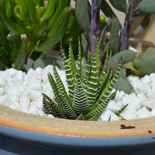 Haworthia fasciata  - comm. Zebra Plant