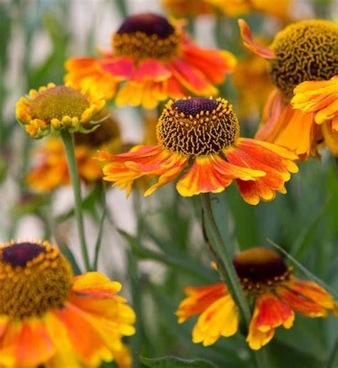 Helenium autumnale Golden Biocolor - Sneezeweed, Helen's Flower