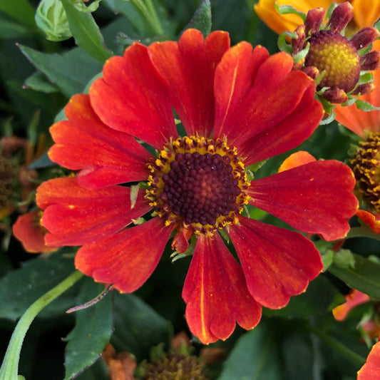 Helenium autumnale HayDay Orange - Sneezeweed, Helen's Flower