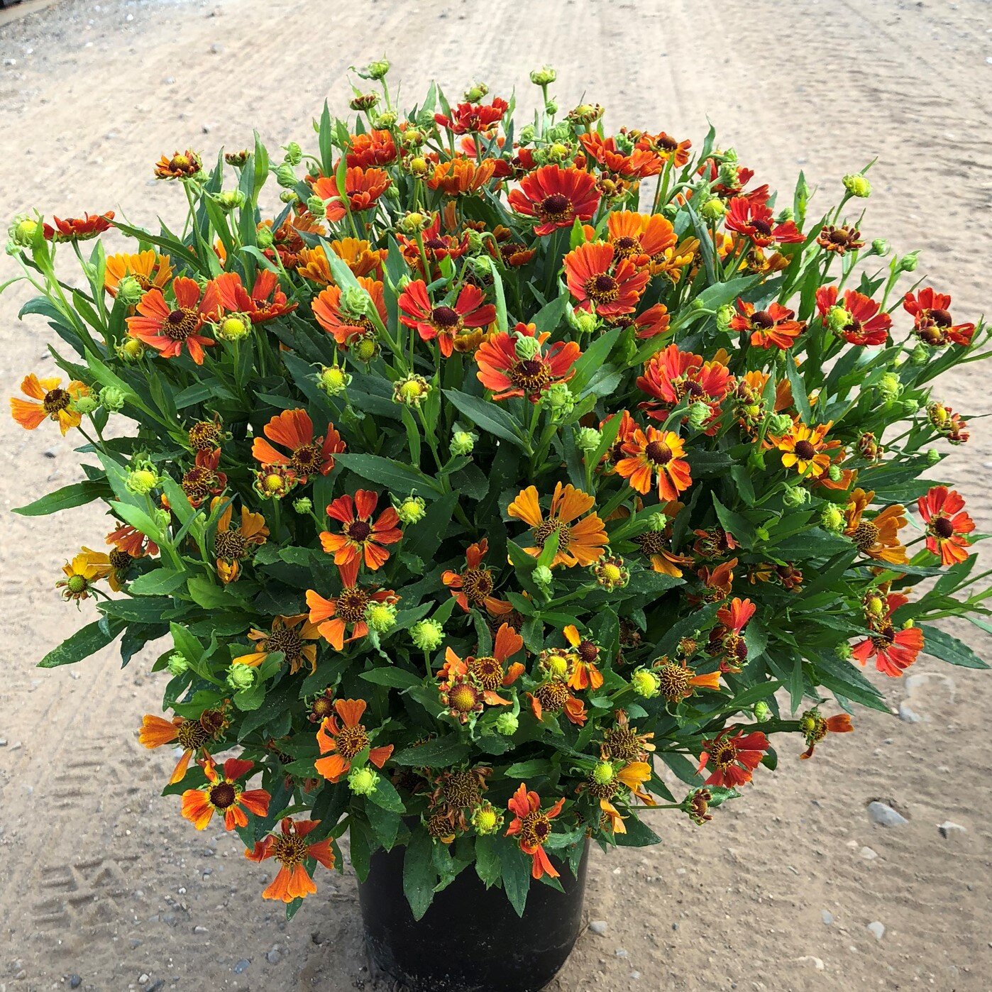 Helenium autumnale HayDay Orange - Sneezeweed, Helen's Flower